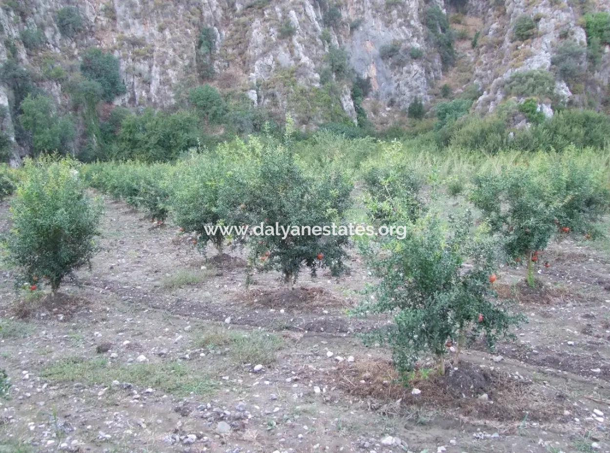 Grundstück Zum Verkauf Granatapfel Garten Zum Verkauf In Oriya Mergenli Mergenli