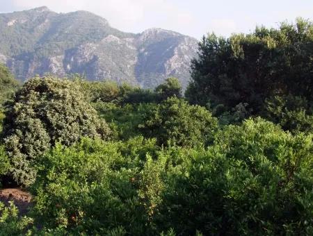 Nahe Dem Zentrum Von Dalyan In Dalyan Grundstück Für Verkauf Zum Verkauf 987M2