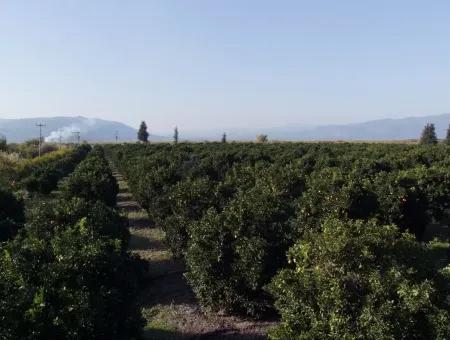 Garten Zum Verkauf In Oriya Tepearasi Zwischen Der Peak 65,000M2 Orange Garten Zum Verkauf