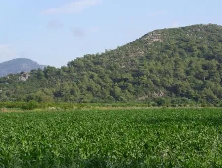 Bauernhof Zum Verkauf In Der Nähe Des Zentrums Von Dalyan,14, 612M2 Bauernhof Zum Verkauf