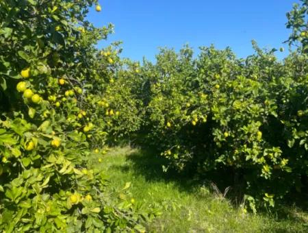 10.000M2 Zitronengarten Zum Verkauf In Karadons