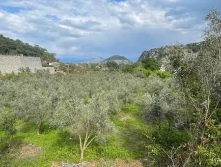 5000M2 Feld Zum Verkauf Am Anfang Der Straße In Çandır