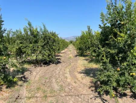 10.000 M2 Granatapfelgarten Zum Verkauf In Dalyan Arıkbaşı Und Gerendüzün