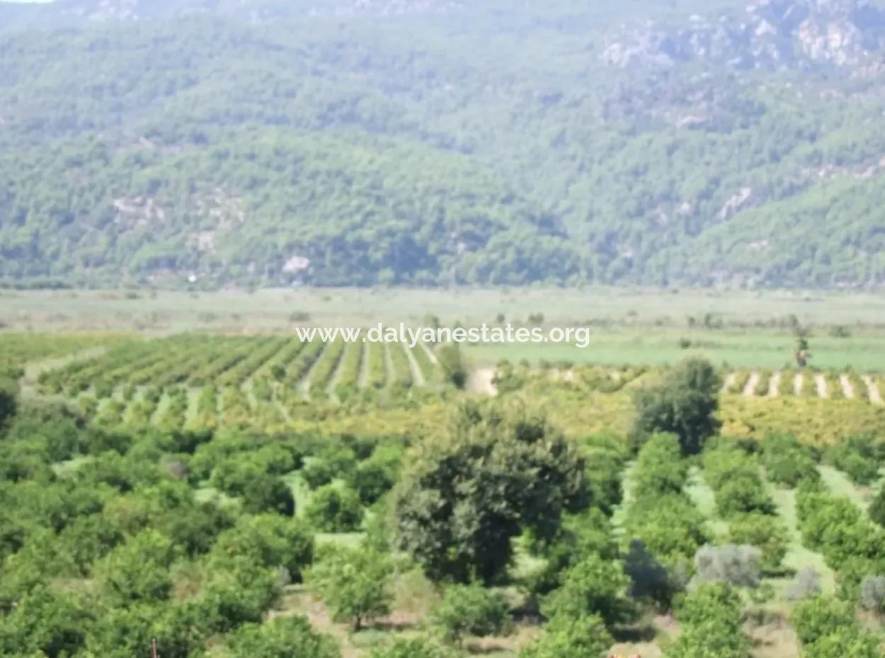 For Sale Farm For Sale In Dalyan 73410M2