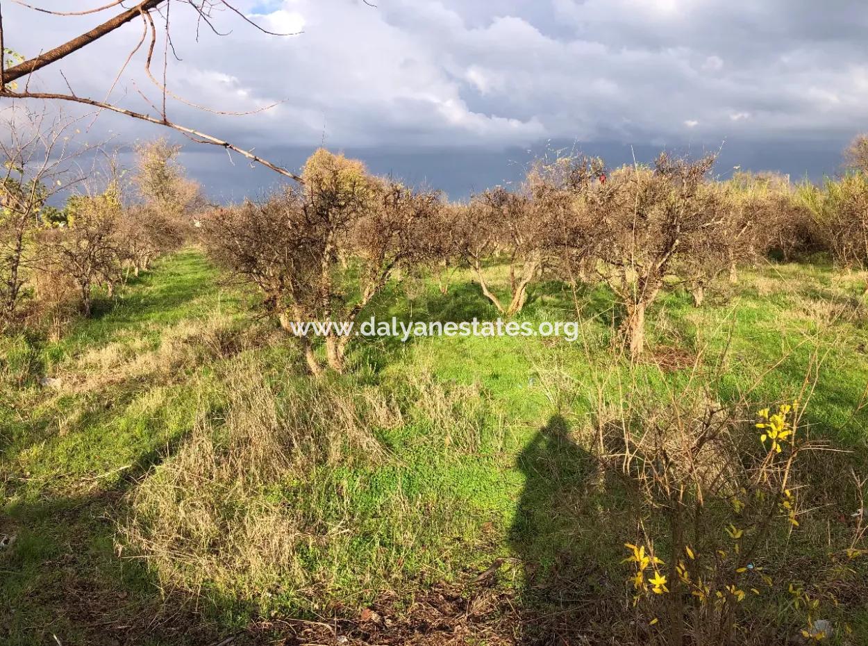 Dalyan Land For Sale Near The Center 3000M2 5% Zoning Land For Sale