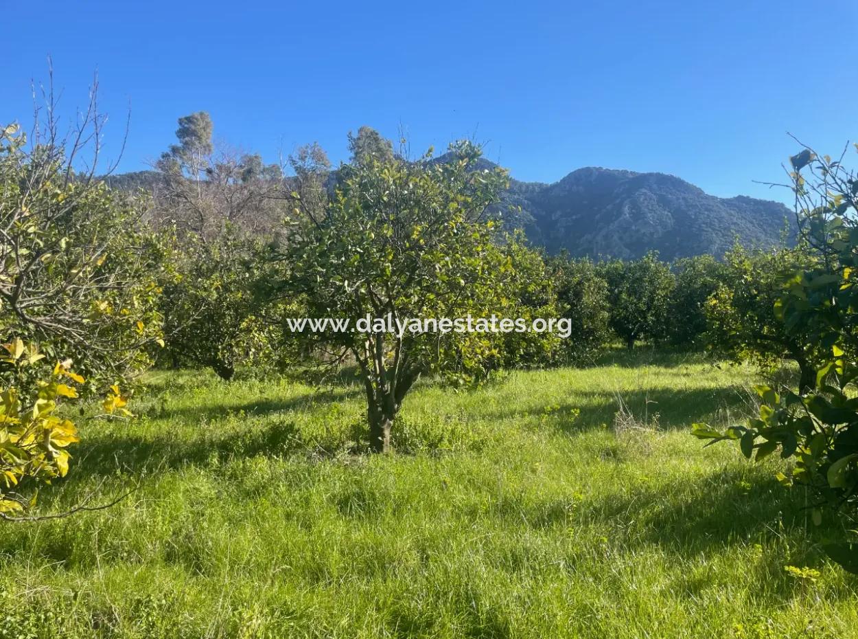 Dalyan Land For Sale 5227M2 Land For Sale