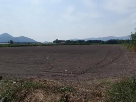 Farm For Sale In Dalyan Eskikoy Eskikoy Oriya 14,900M2 Plot For Sale Field