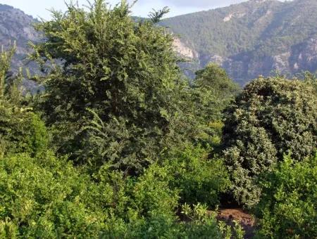 Near The Centre Of Dalyan In Dalyan Plot For Sale For Sale 987M2