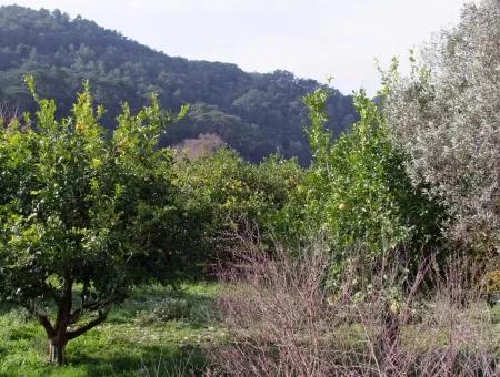 For Sale In Koycegiz, Dalyan Plot For Sale 10629M2