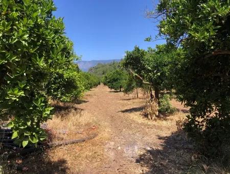 Garden For Sale In Gokce Akyaka, Near The Sea, A 38,000M2 Plot For Sale