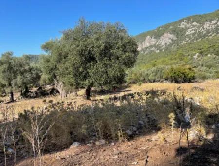 2620M2 Land Field For Sale With Sea View Of Çandir