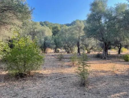 Çandir 3,800M2 Land For Sale