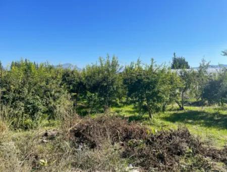 2223M2 Fields For Sale In Dalyan