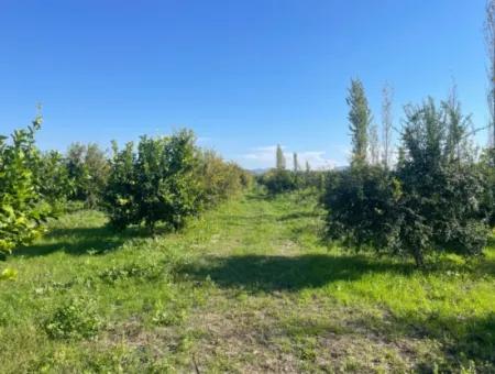 10,000M2 Lemon Garden For Sale In Karadons