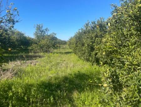 Dalyan Land For Sale 5227M2 Land For Sale