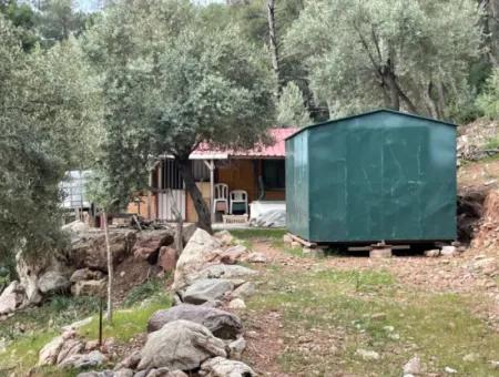 Olive House With Sea View In Ekincik Is For Sale