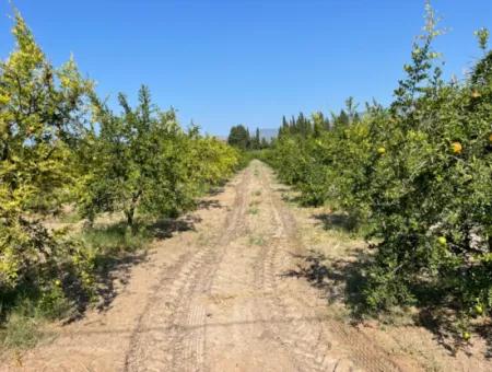 10,000M2 Pomegranate Garden For Sale In Dalyan Arıkbaşı And Gerendüzün