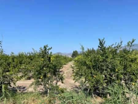 10,000M2 Pomegranate Garden For Sale In Dalyan Arıkbaşı And Gerendüzün