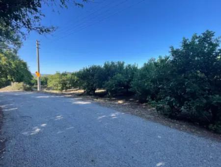 2D Lemon Orchard For Sale In Marmarli, Dalyan