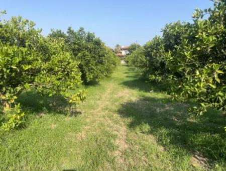 Land For Sale In Gulpinar, Dalyan 722M2