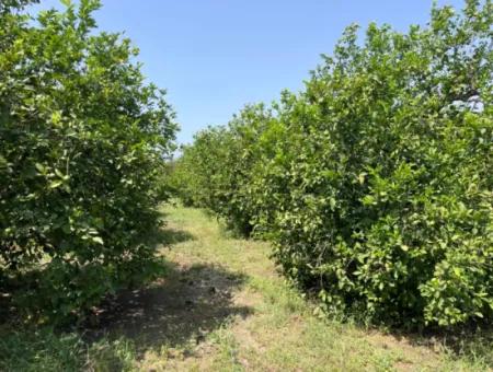 10.000M2 Land For Sale In The Village Built-Up Area In Okçular