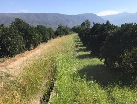 Doğuşbelenden Satılık Bahçe Arsa Köyceğiz Döğüşbelende Satılık Narence Bahçesi