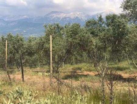 Seydikemer Korubükün Satılık 76000M2 Ciftlik Arazisi