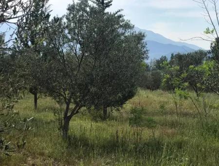 Seydikemer Korubükün Satılık 76000M2 Ciftlik Arazisi