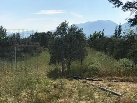 Seydikemer Korubükün Satılık 76000M2 Ciftlik Arazisi