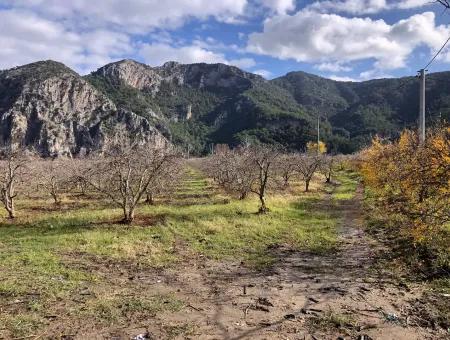 Dalyan Satılık Arazi İztuzu Yollu Üzerinde 24,000M2 Satılık Nar Bahçesi