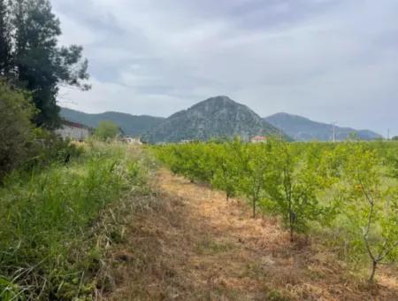 Dalyan'da 6500M2 Satılık Tarla